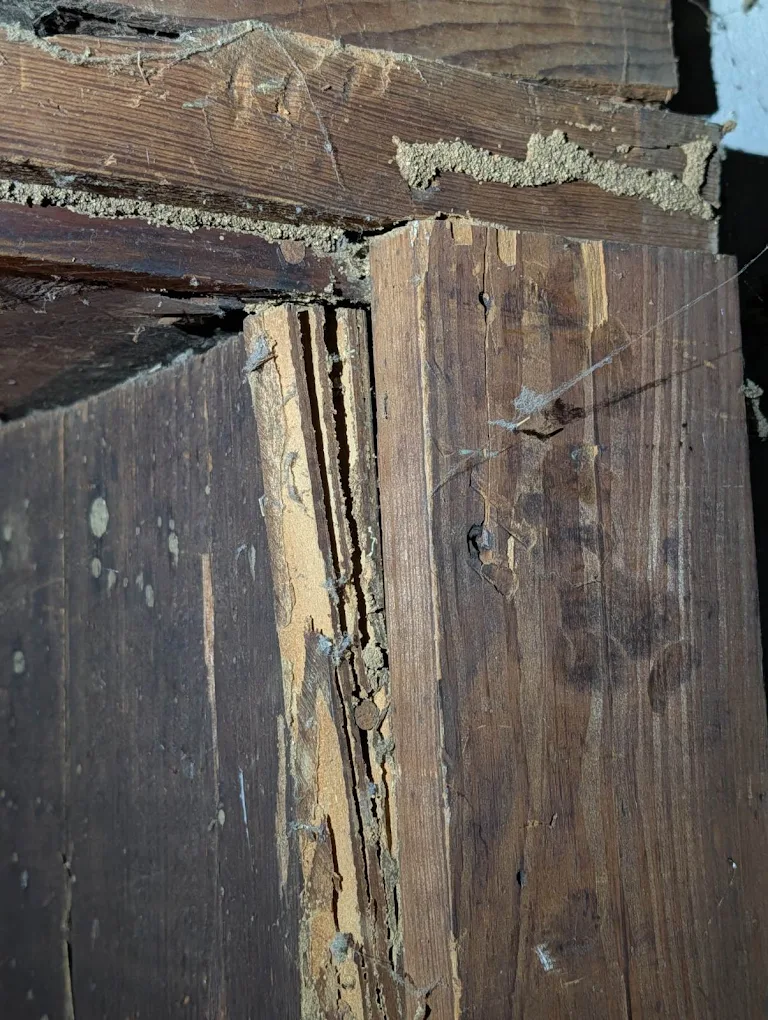 The Ultimate Homeowner Guide to Termite Prevention