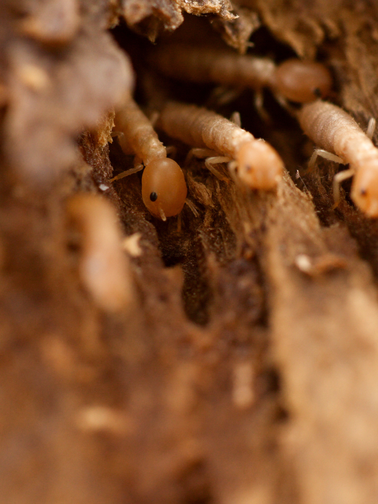 Warning Signs You May Have a Hidden Termite Problem