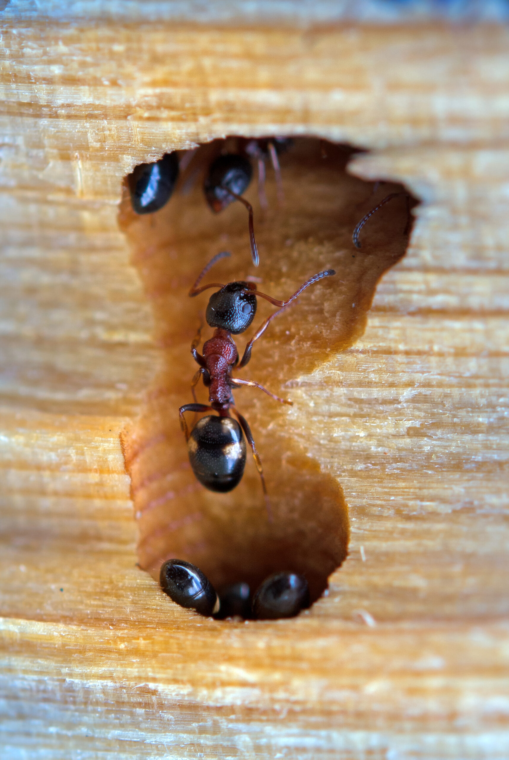 ant in an anthill in  after a long snowy winter.
