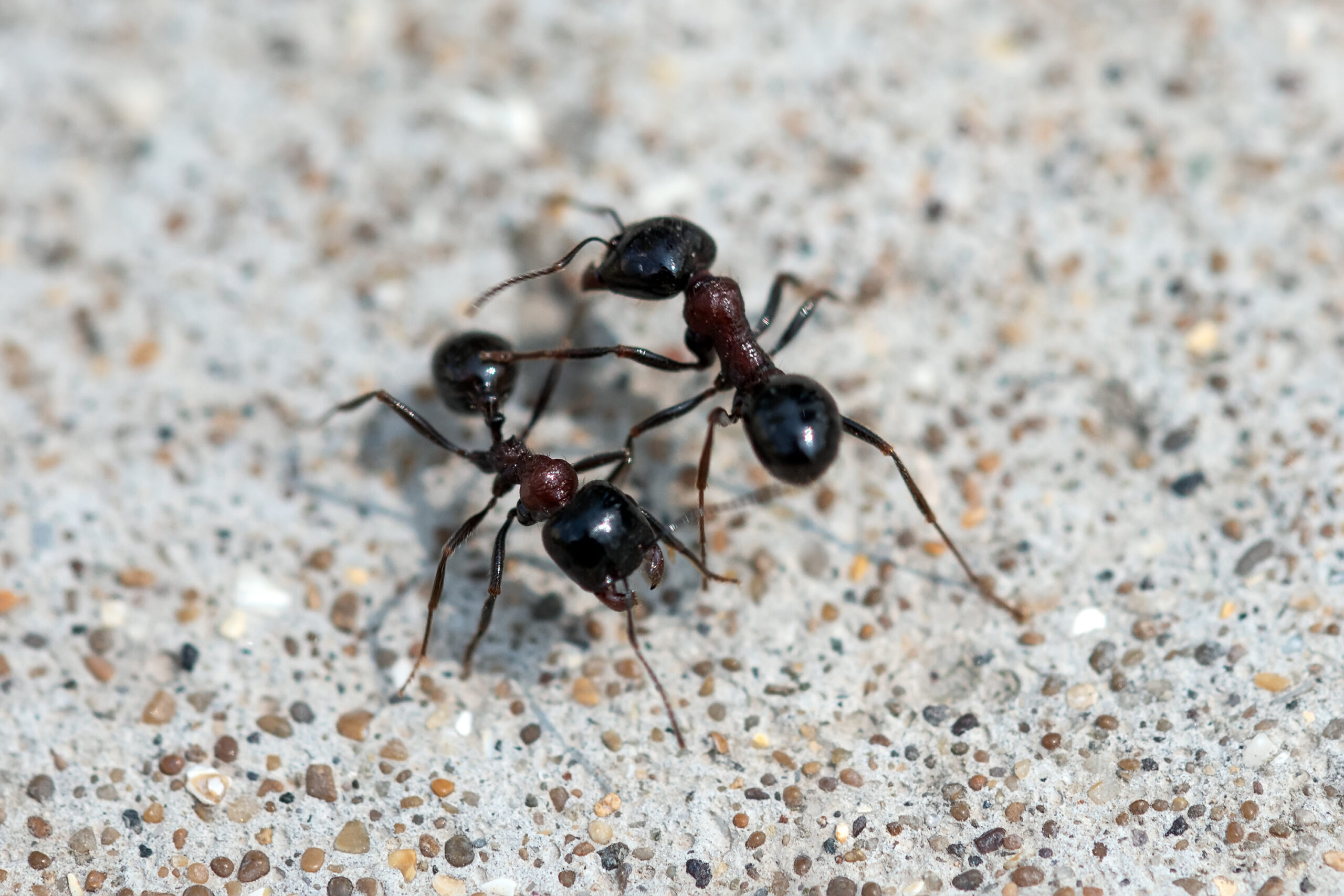 Black ants fight. Warriors for survival