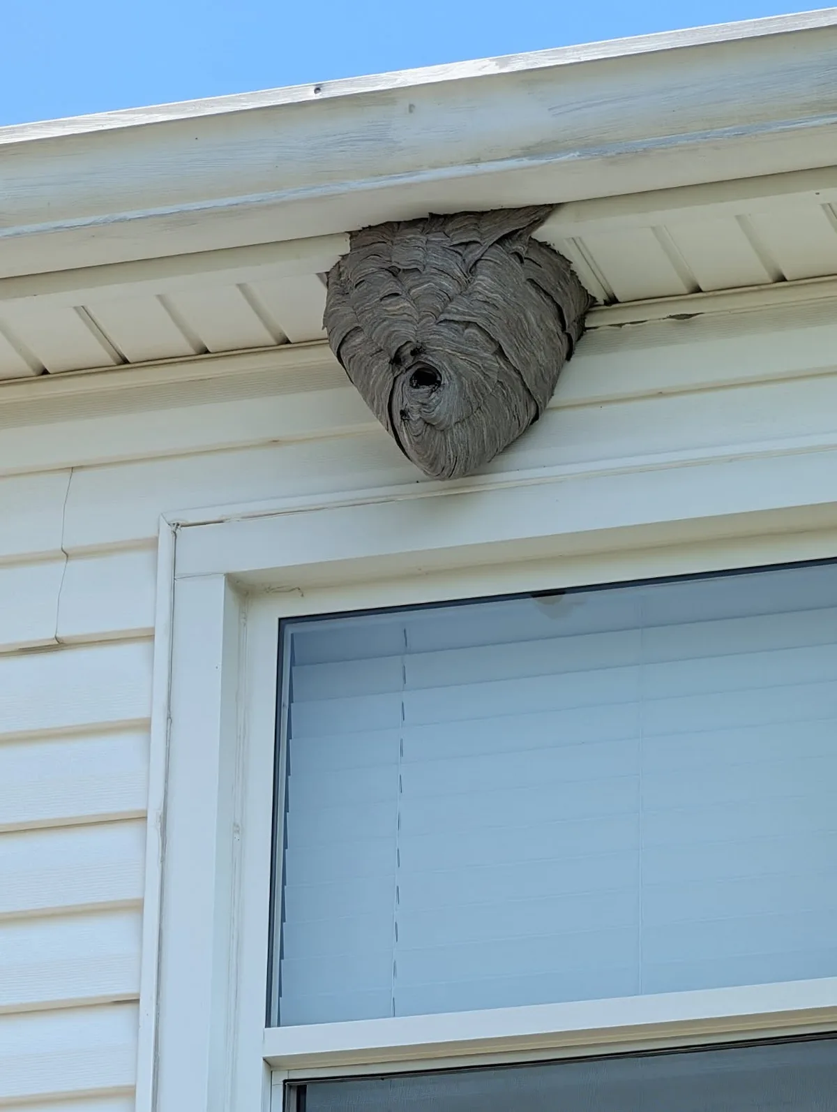 Active hornets nest on roof soffit and window frame safely removed by Bugz Bug Me