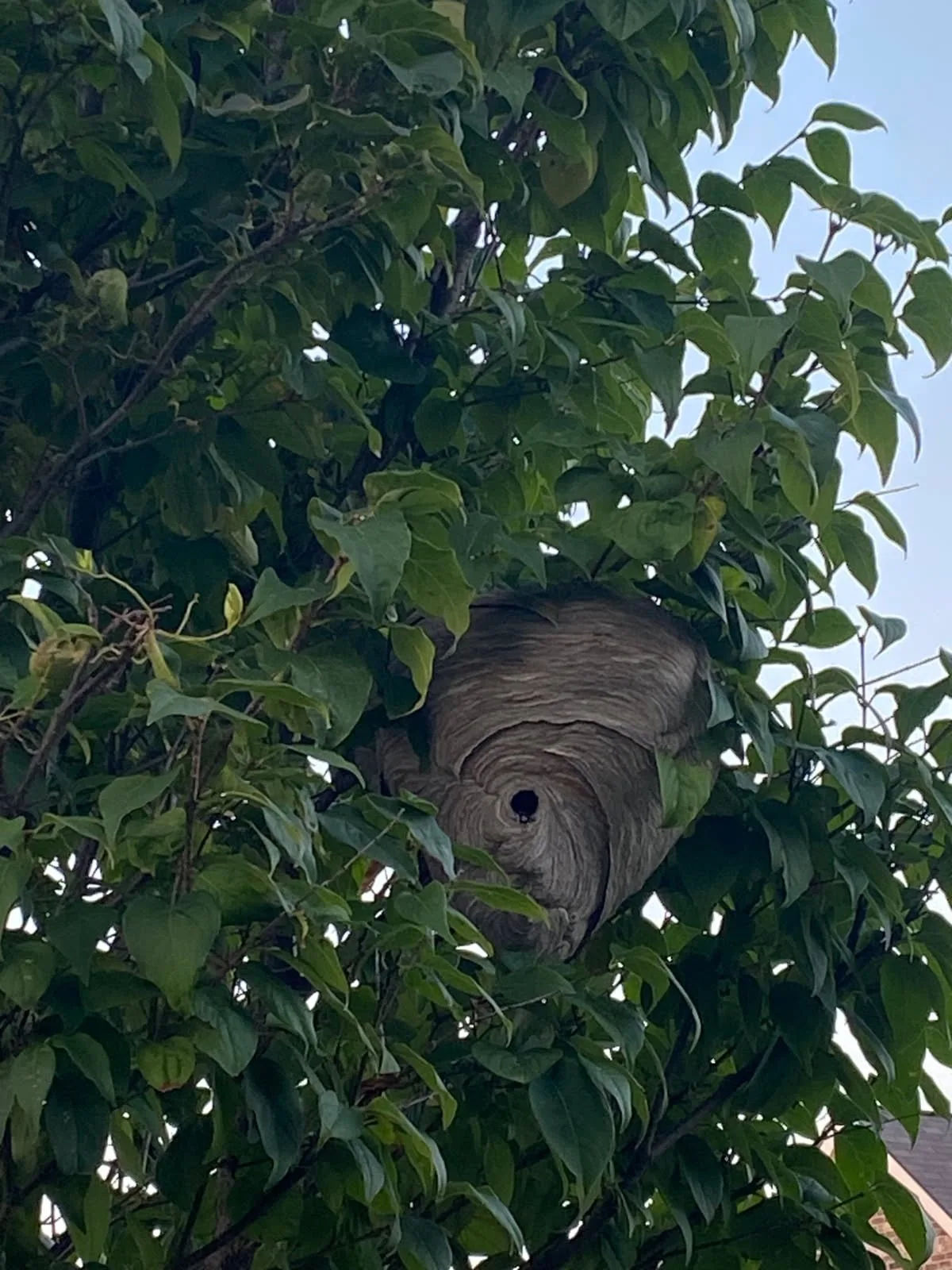 hornet nest removal