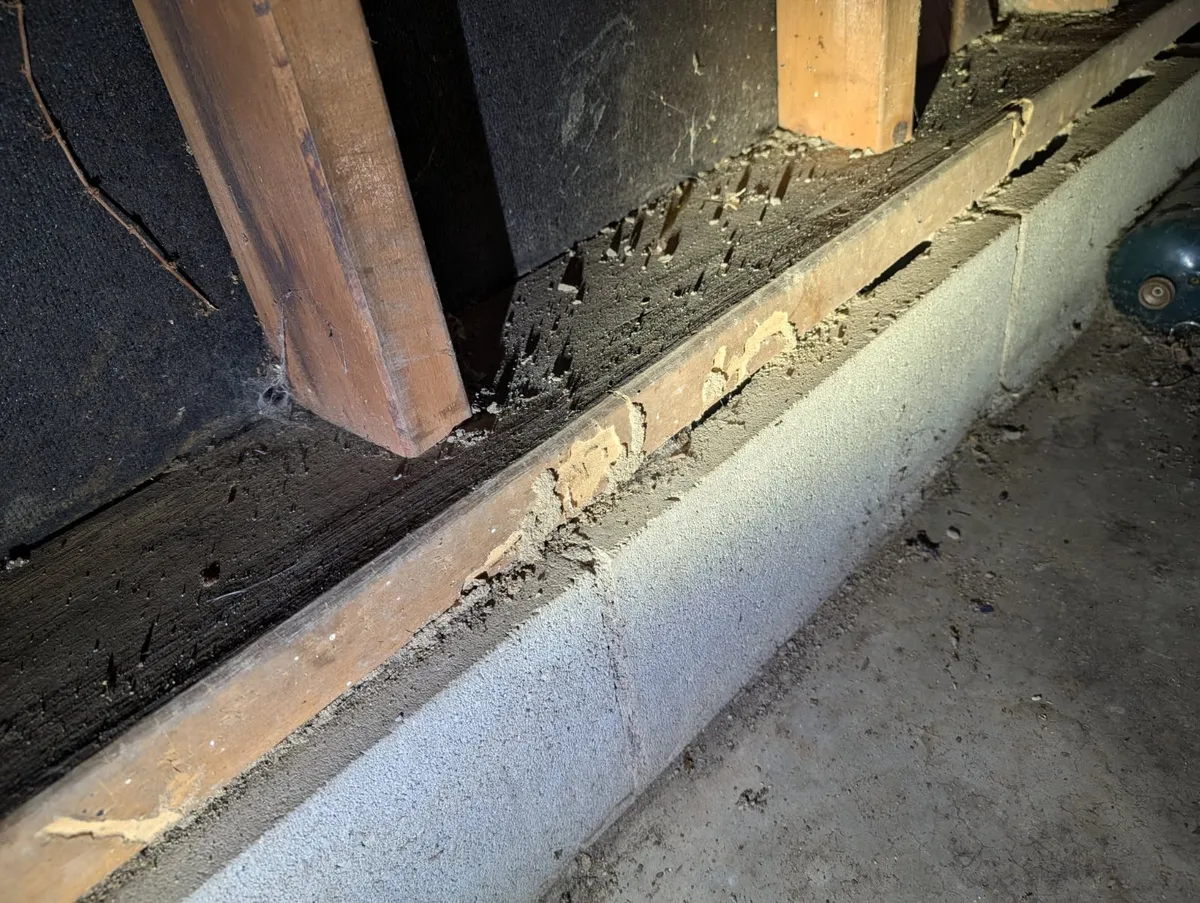 Subterranean termite mud tubes on crawlspace foundation in Indianapolis